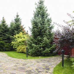 Проект участка с контрастной композицией фото